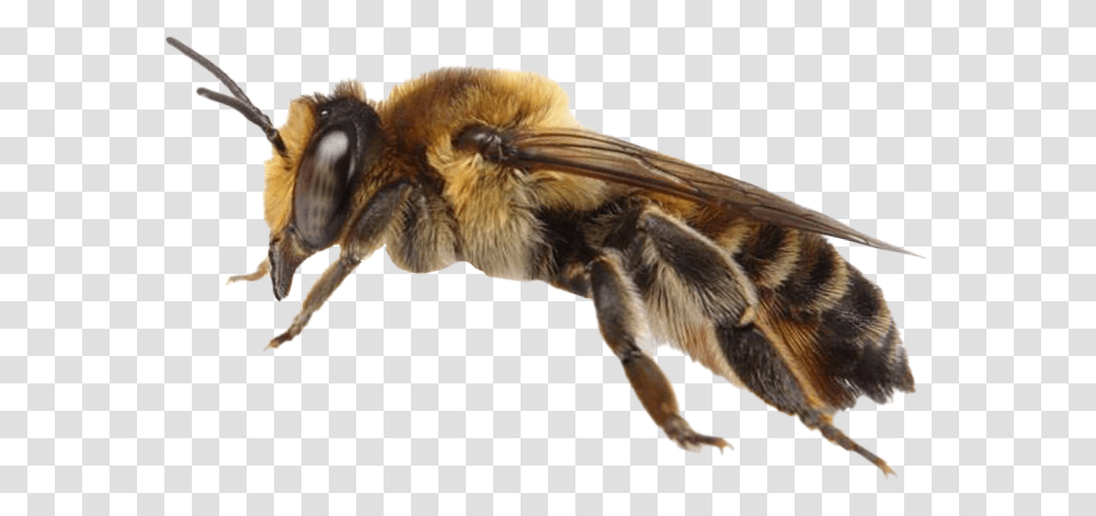 Bee Images Free Honeybee, Apidae, Insect, Invertebrate, Animal Transparent Png