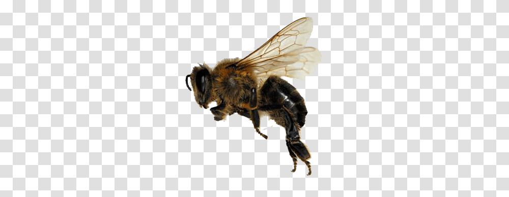 Bee, Insect, Apidae, Invertebrate, Animal Transparent Png