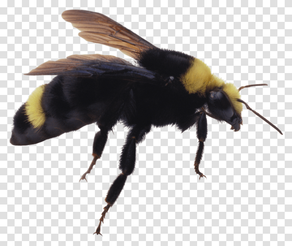 Bee, Insect, Apidae, Invertebrate, Animal Transparent Png