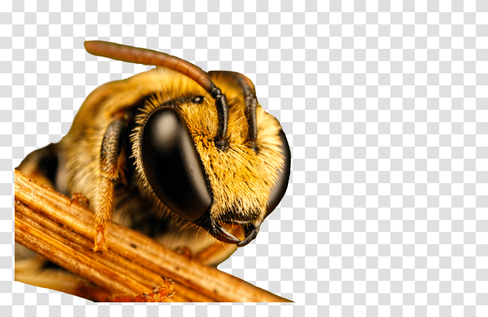 Bee, Insect, Apidae, Invertebrate, Animal Transparent Png