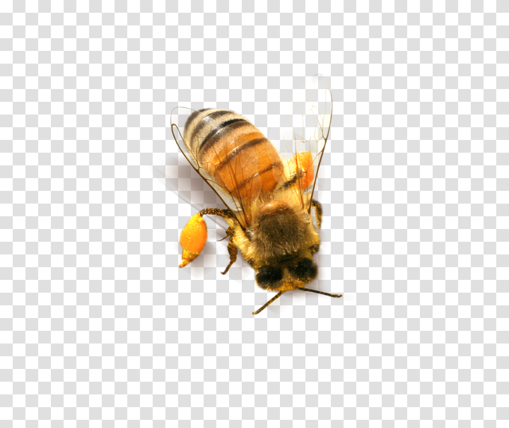 Bee, Insect, Apidae, Invertebrate, Animal Transparent Png