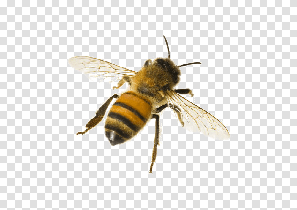 Bee, Insect, Apidae, Invertebrate, Animal Transparent Png