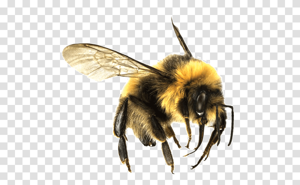 Bee, Insect, Apidae, Invertebrate, Animal Transparent Png