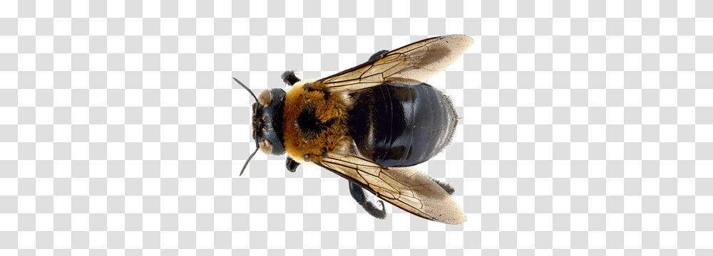 Bee, Insect, Apidae, Invertebrate, Animal Transparent Png