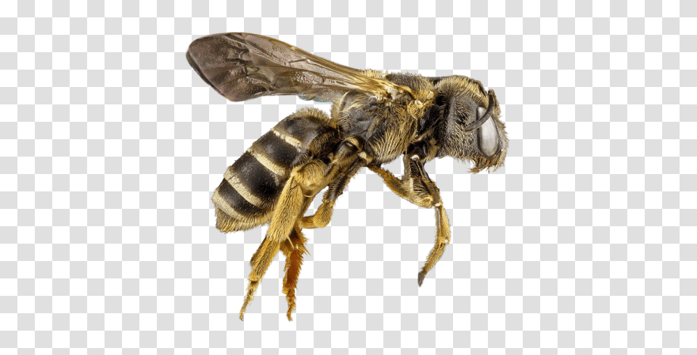 Bee, Insect, Apidae, Invertebrate, Animal Transparent Png