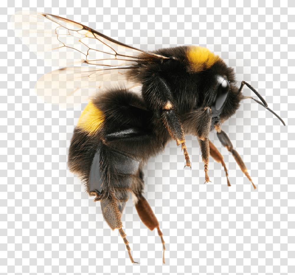 Bee Insect Bumblebee, Apidae, Invertebrate, Animal, Honey Bee Transparent Png