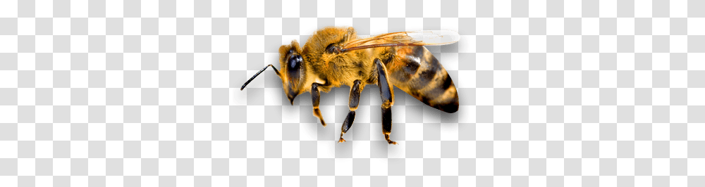 Bee, Insect, Honey Bee, Invertebrate, Animal Transparent Png