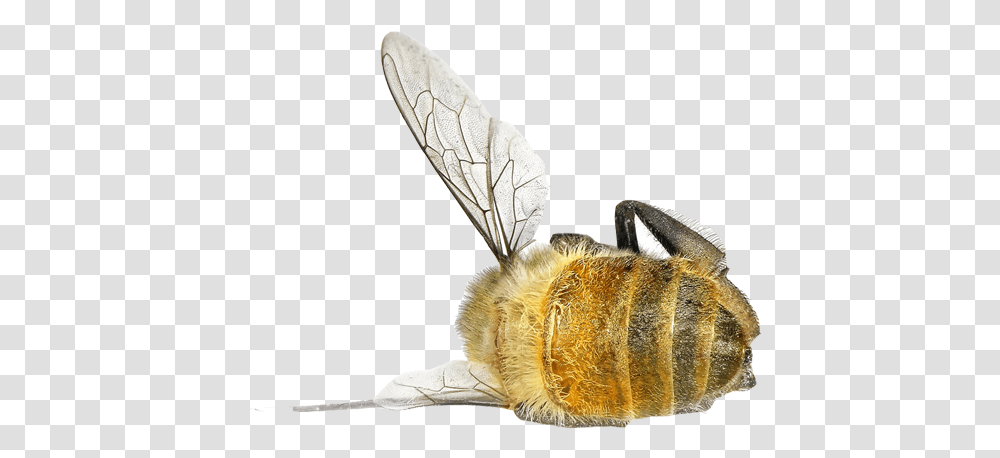 Bee, Insect, Invertebrate, Animal, Apidae Transparent Png