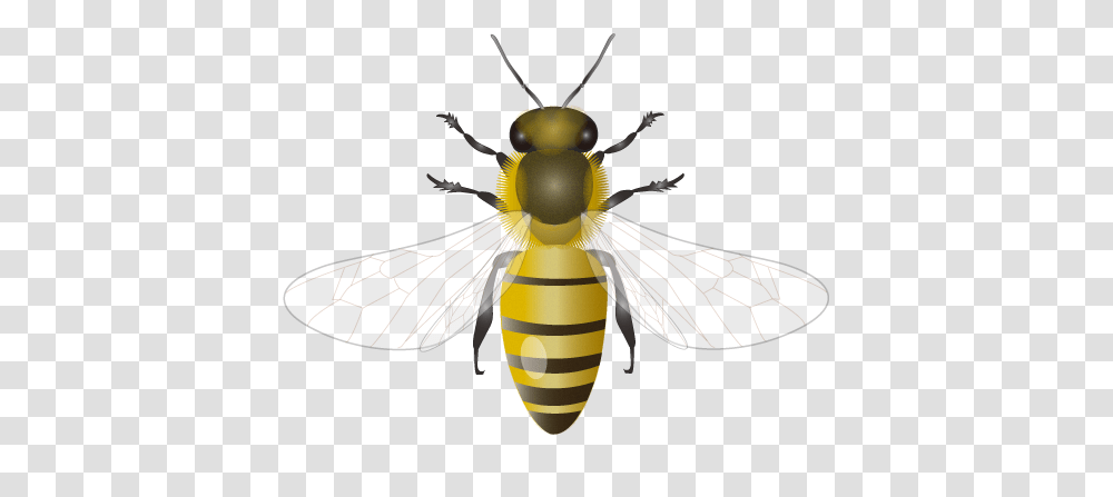 Bee, Insect, Invertebrate, Animal, Honey Bee Transparent Png