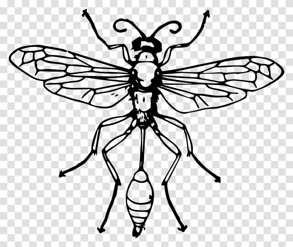 Bee Insect Thread Waisted Wasps Hornet Thread Waisted Wasp Diagram, Gray Transparent Png