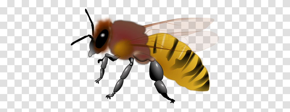 Bee, Insect, Toy, Wasp, Invertebrate Transparent Png