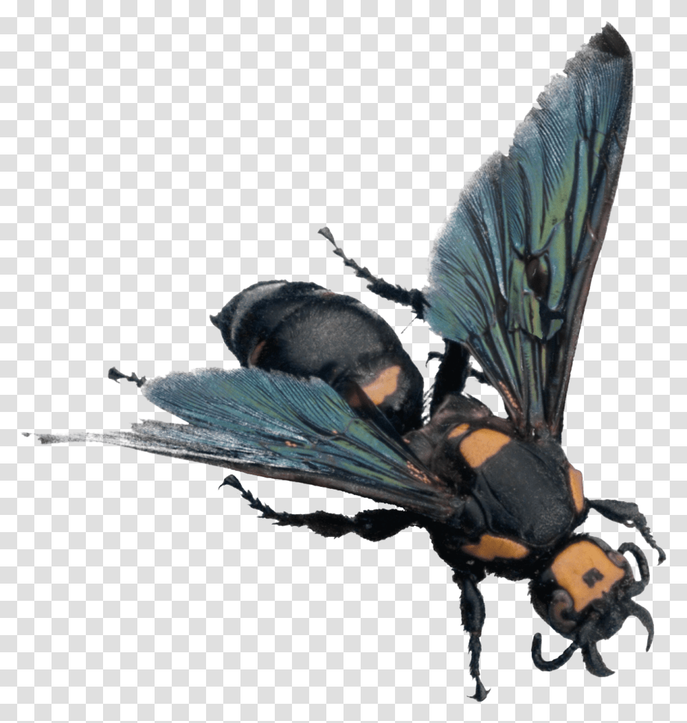 Bee, Insect, Wasp, Invertebrate, Animal Transparent Png