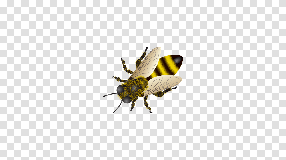 Bee, Insect, Wasp, Invertebrate, Animal Transparent Png