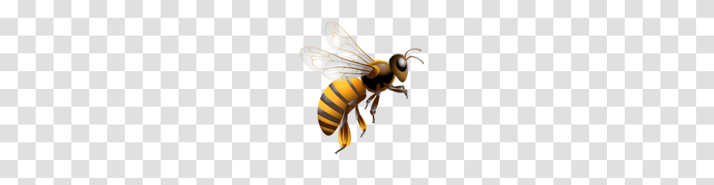 Bee, Insect, Wasp, Invertebrate, Animal Transparent Png