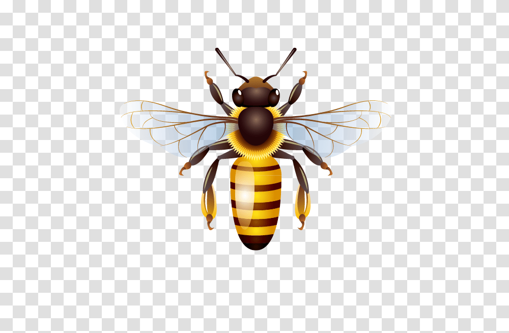 Bee, Insect, Wasp, Invertebrate, Animal Transparent Png