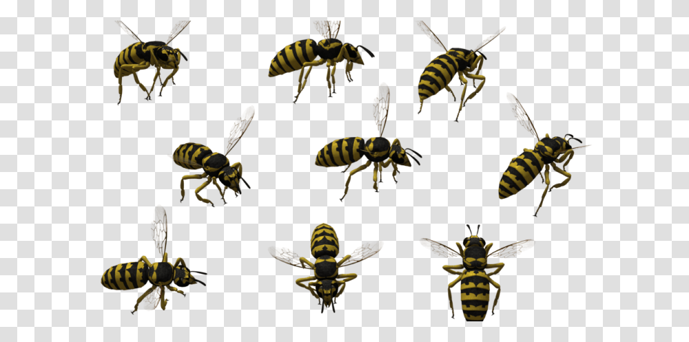 Bee, Insect, Wasp, Invertebrate, Animal Transparent Png