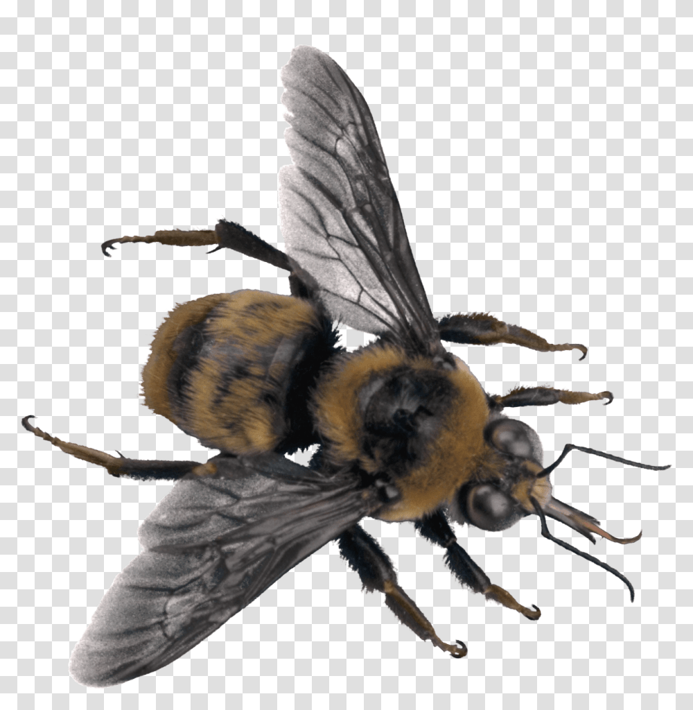 Bee Large, Apidae, Insect, Invertebrate, Animal Transparent Png