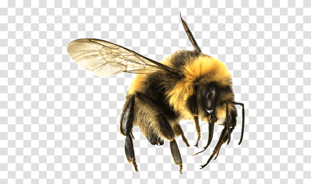 Bee Large Bees, Apidae, Insect, Invertebrate, Animal Transparent Png