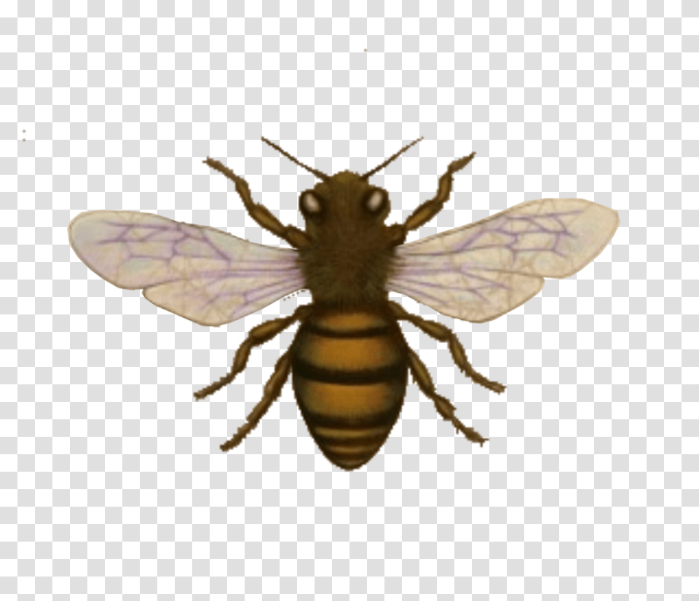 Bee Look The Nook Graphics And Images This Week Images Honey Bee Body, Insect, Invertebrate, Animal, Apidae Transparent Png
