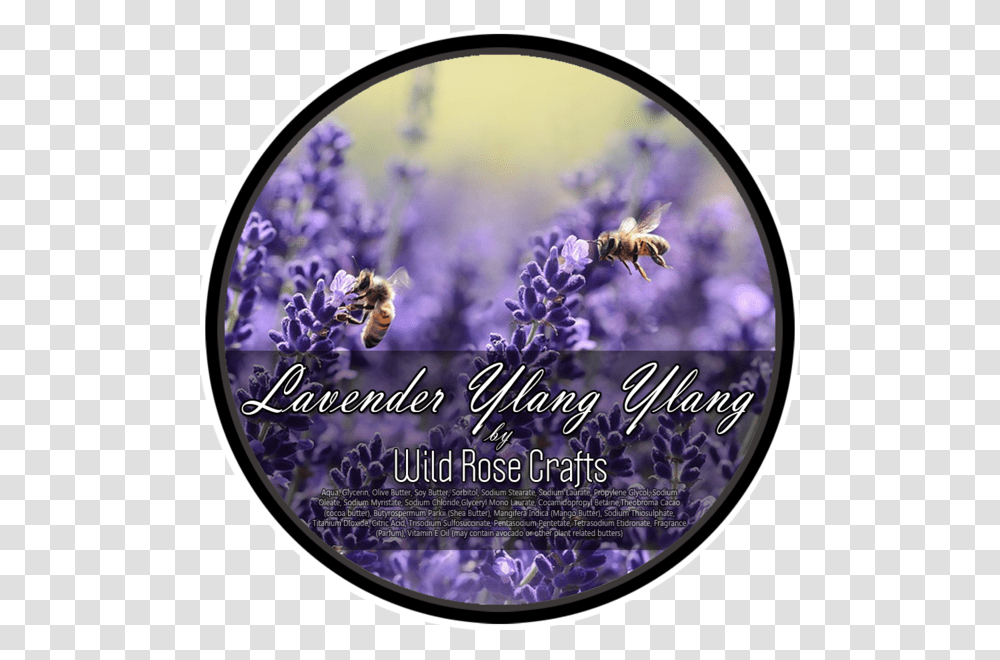Bee On Lavender Flower Byliny Miododajne, Plant, Honey Bee, Insect, Invertebrate Transparent Png