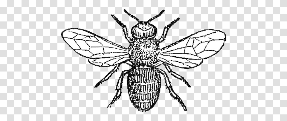 Bee Pest Affecting Honey Bees Clipart Drone Bee Black And White, Insect, Invertebrate, Animal, Wasp Transparent Png