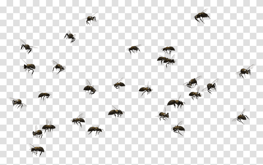 Bee Pic Swarm Of Bees, Flying, Bird, Animal, Honey Bee Transparent Png