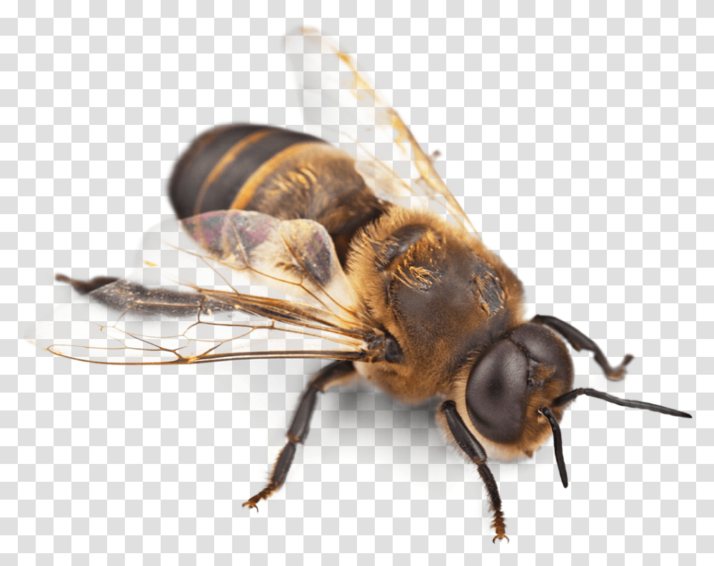 Bee Picture Images Download Honey Bullet Ant Amazon Rainforest, Apidae, Insect, Invertebrate, Animal Transparent Png