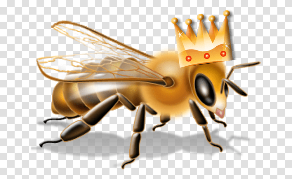 Bee Queen Bee Free, Honey Bee, Insect, Invertebrate, Animal Transparent Png