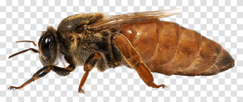 Bee Queen Images Real Real Life Queen Bee, Apidae, Insect, Invertebrate, Animal Transparent Png