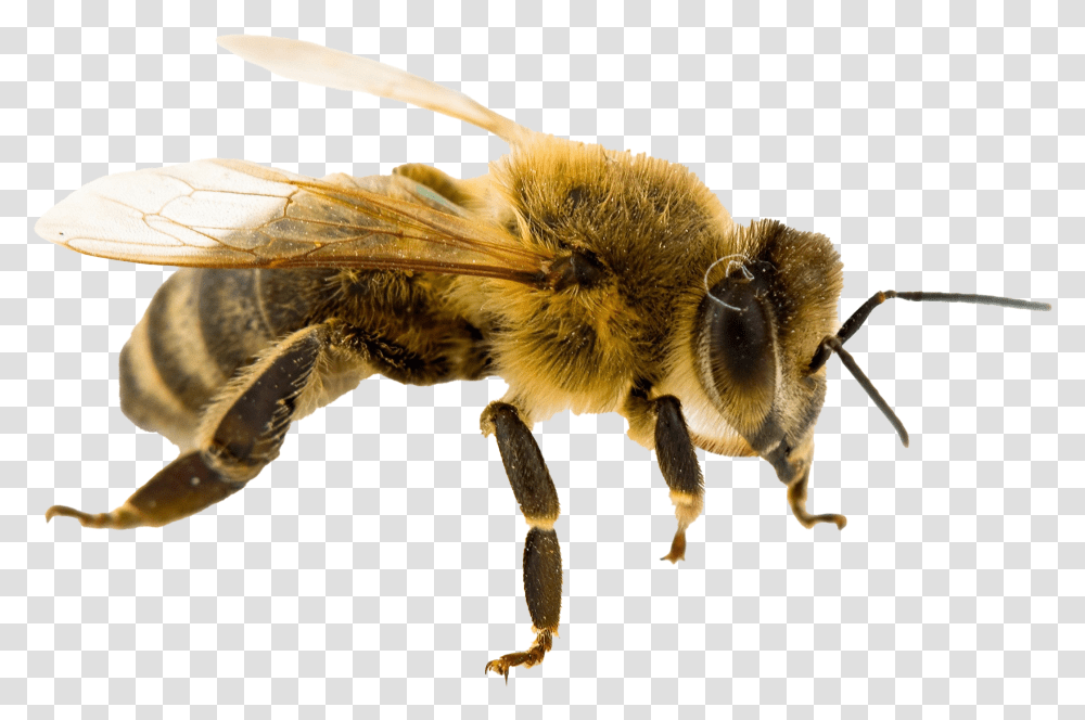 Bee Queen No Background Real Life Queen Bee, Apidae, Insect, Invertebrate, Animal Transparent Png