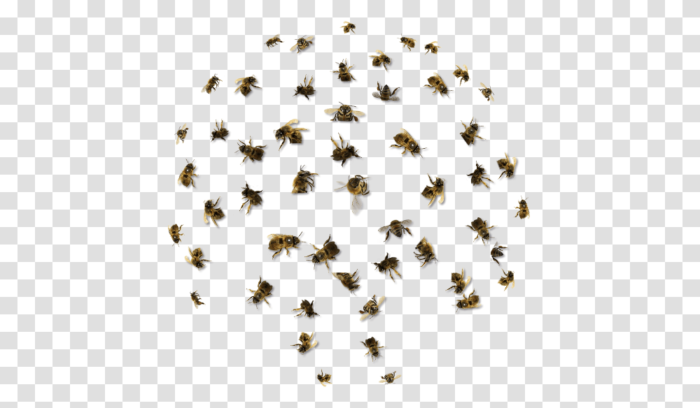 Bee Removal Orange County California, Collage, Poster, Advertisement, Rug Transparent Png