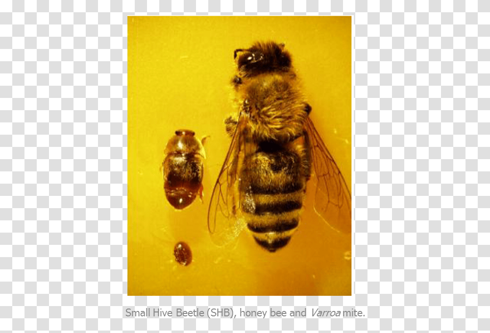 Bee Shb Varroa Honeybee, Honey Bee, Insect, Invertebrate, Animal Transparent Png