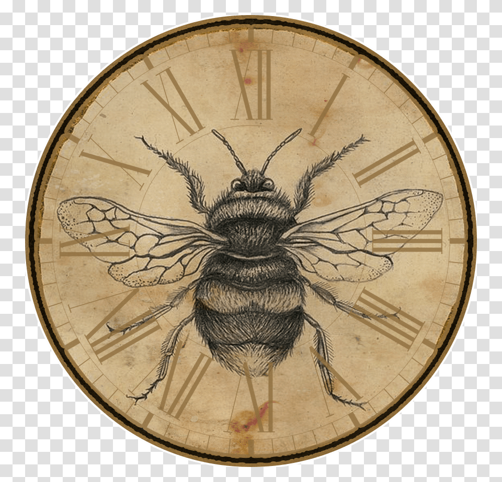 Bee, Spider, Invertebrate, Animal, Clock Tower Transparent Png