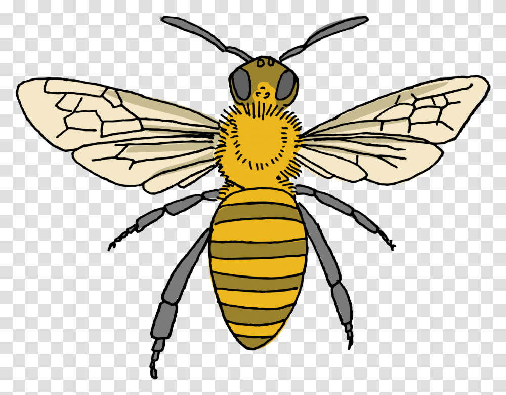 Bee Tattoo, Honey Bee, Insect, Invertebrate, Animal Transparent Png