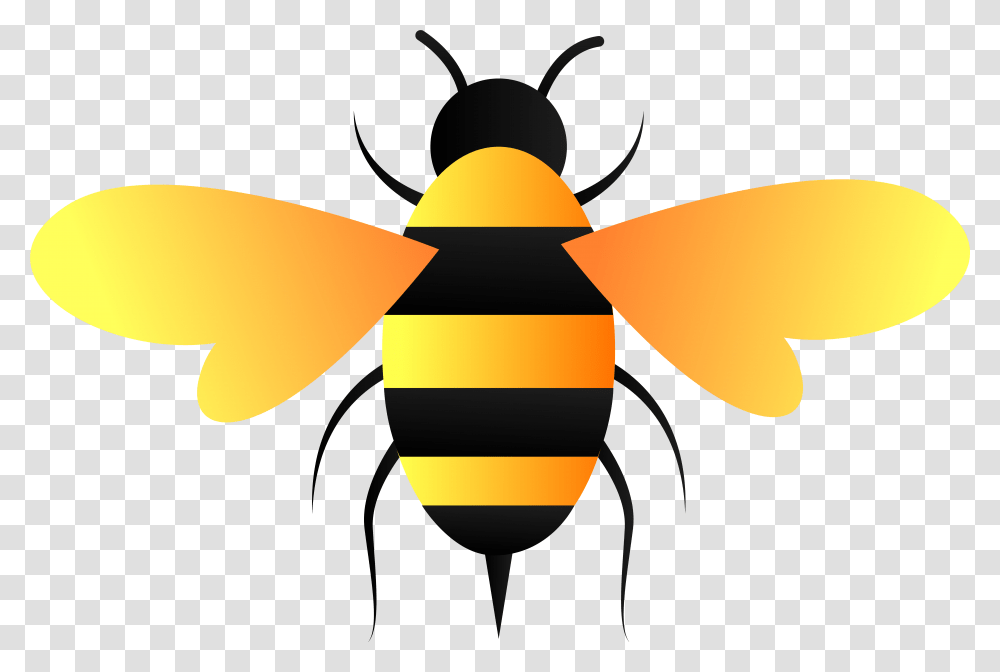 Bee Vector, Honey Bee, Insect, Invertebrate, Animal Transparent Png