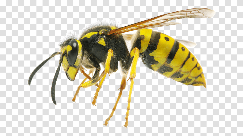 Bee Wasp, Insect, Invertebrate, Animal, Andrena Transparent Png