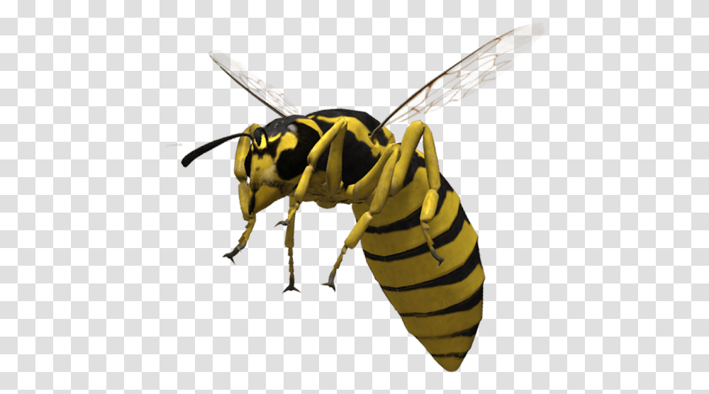 Bee, Wasp, Insect, Invertebrate, Animal Transparent Png