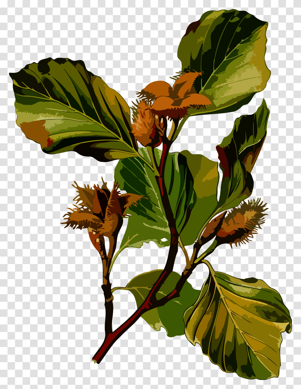 Beech Clip Arts Clip Art Beech Tree, Leaf, Plant, Veins, Acanthaceae Transparent Png