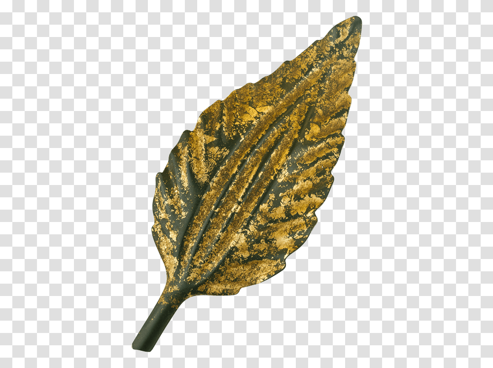 Beech, Leaf, Plant, Veins, Invertebrate Transparent Png