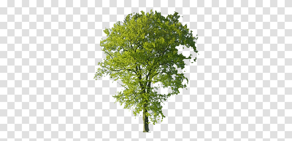 Beech Tree Background Free Images Beech Tree No Background, Plant, Oak, Sycamore, Conifer Transparent Png