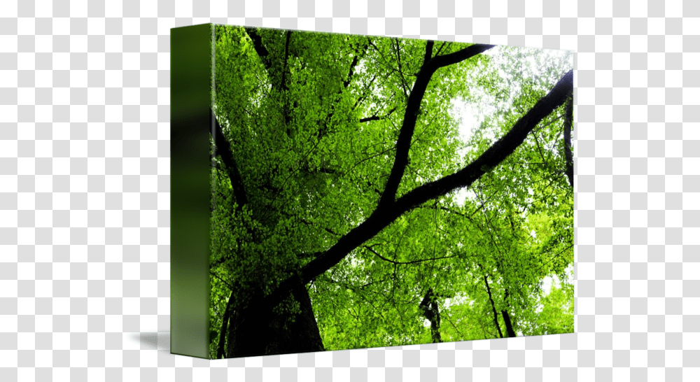 Beech Tree Canopy By Austinimagery Woodland, Plant, Leaf, Moss, Tree Trunk Transparent Png