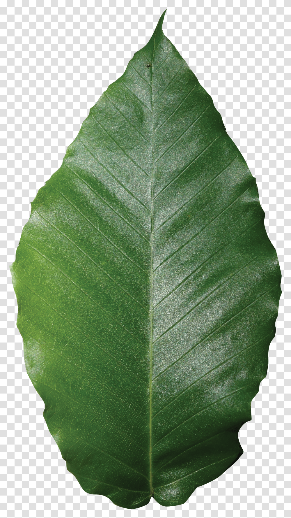 Beech Tree Clipart Leaf Of Orange Transparent Png