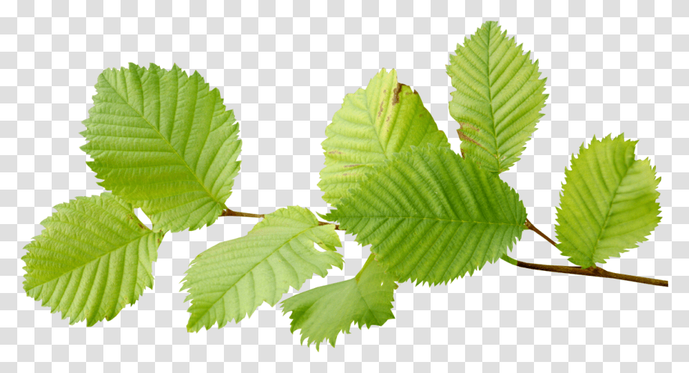 Beech Tree Leaf, Plant, Green, Potted Plant, Vase Transparent Png