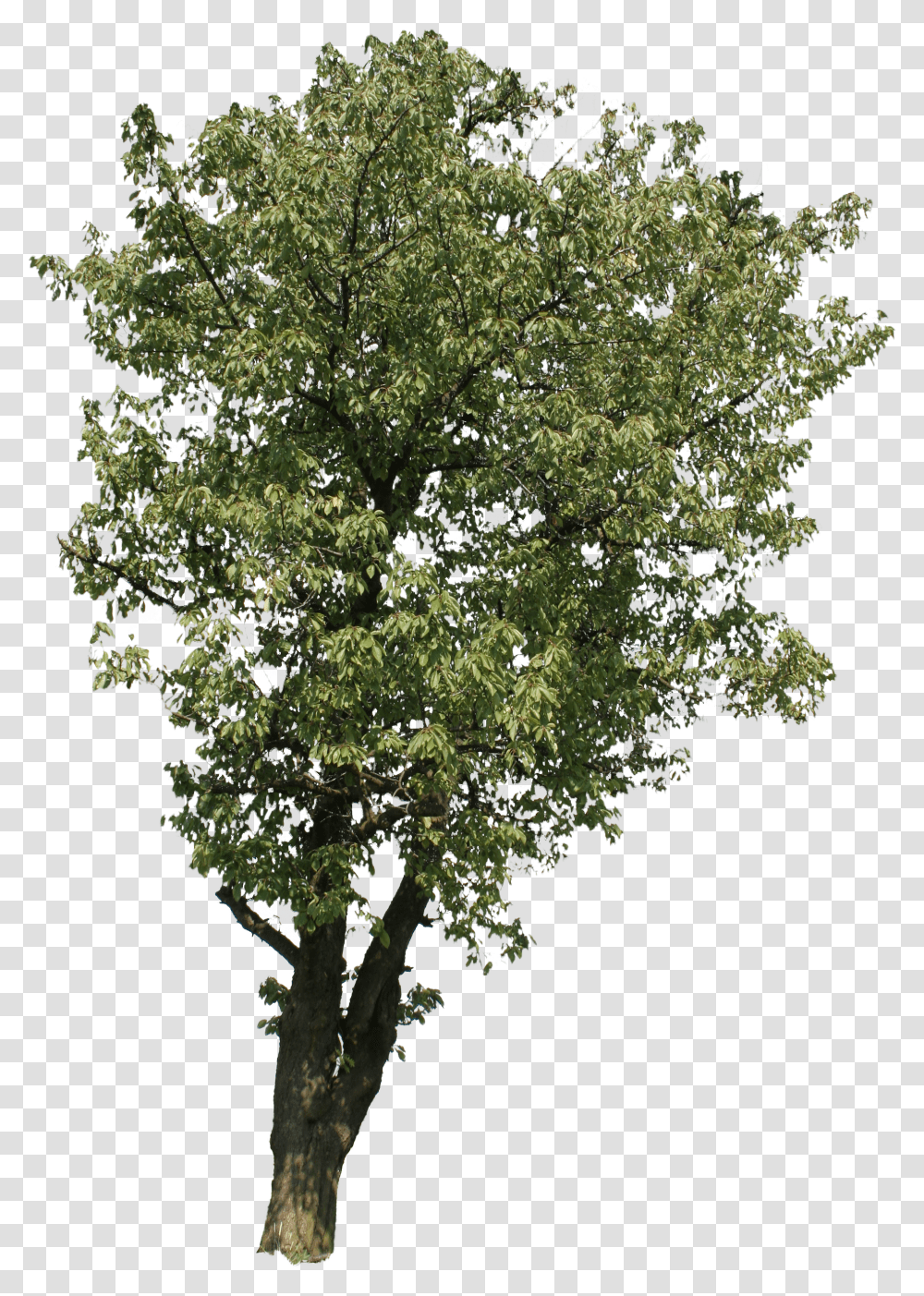 Beech Tree Transparent Png