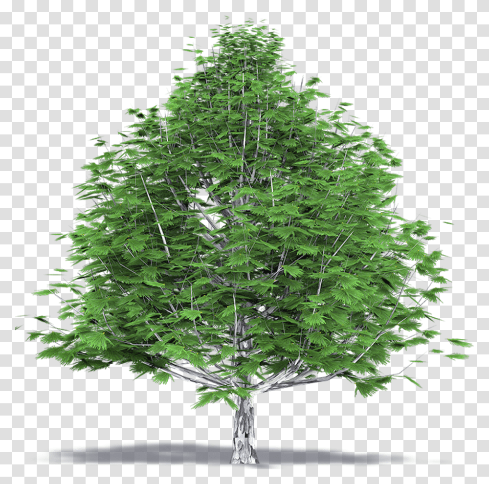 Beechwood Tree Top View Christmas Tree, Plant, Maple, Conifer, Fir Transparent Png