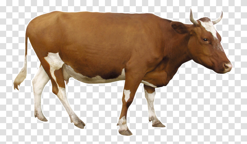 Beef Cattle Dairy Brown Brown Cow Background, Mammal, Animal, Dairy Cow, Bull Transparent Png
