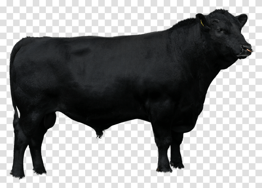 Beef Sires Brahman Cow Vector, Bull, Mammal, Animal, Angus Transparent Png