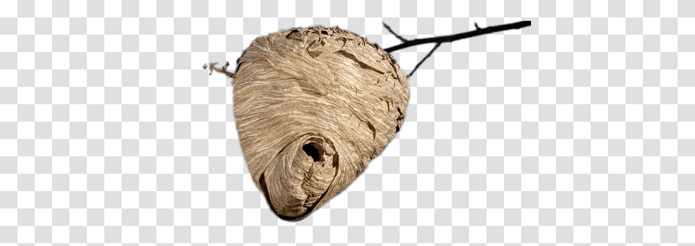 Beehive Hanging From Branch, Nest, Bird Nest, Wasp, Insect Transparent Png