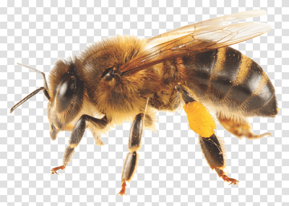 Bees Africanized Honey Bee, Insect, Invertebrate, Animal, Apidae Transparent Png