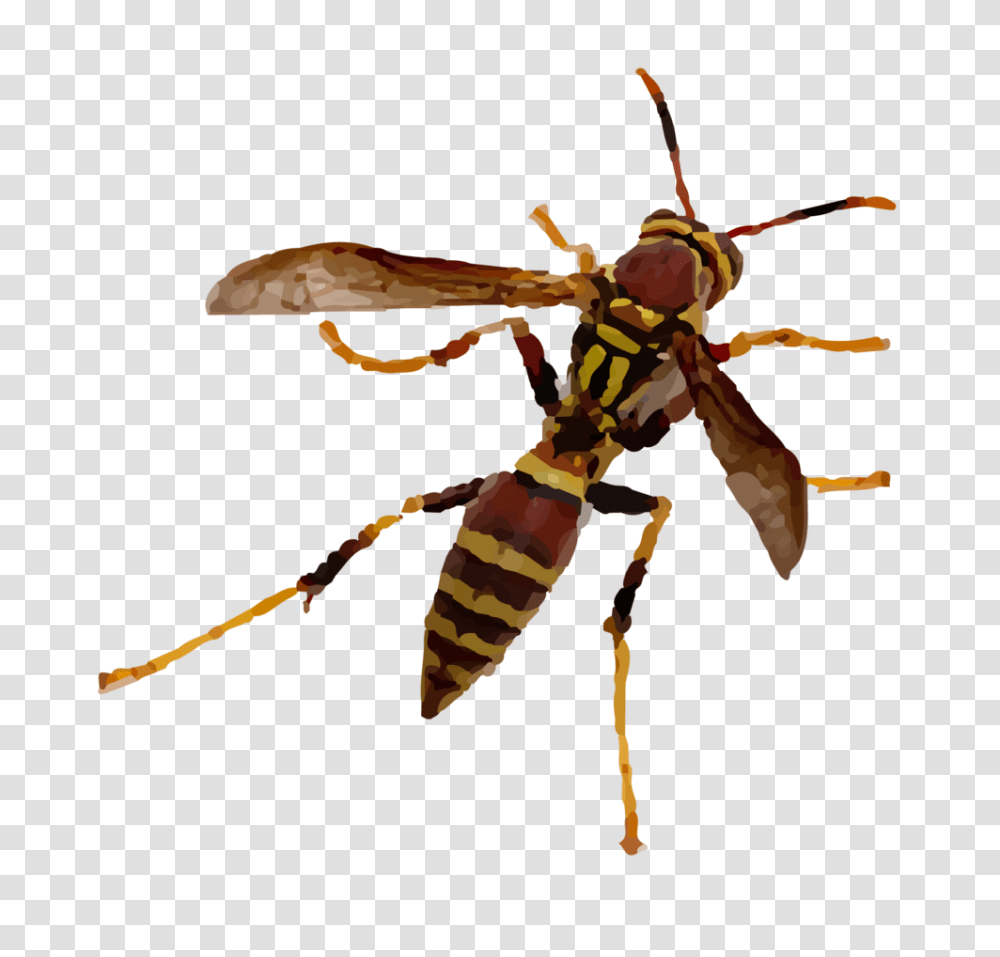 Bees And Wasps Green Pest Guys, Insect, Invertebrate, Animal, Hornet Transparent Png